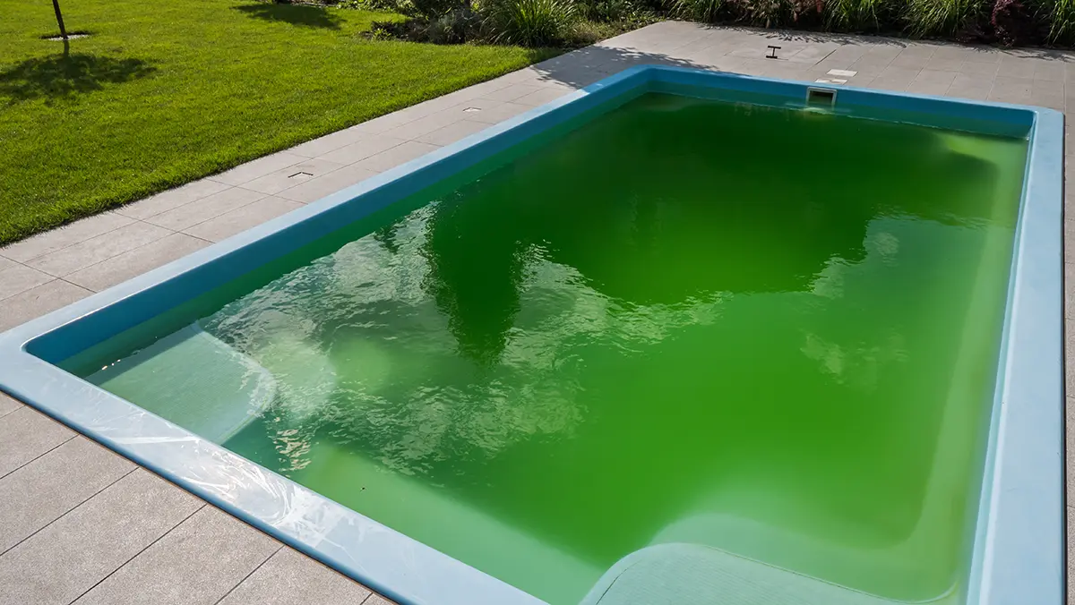 Green water in a home pool in the backyard of a house