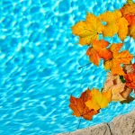 Orange and yellow Autumn leaves floating in pool