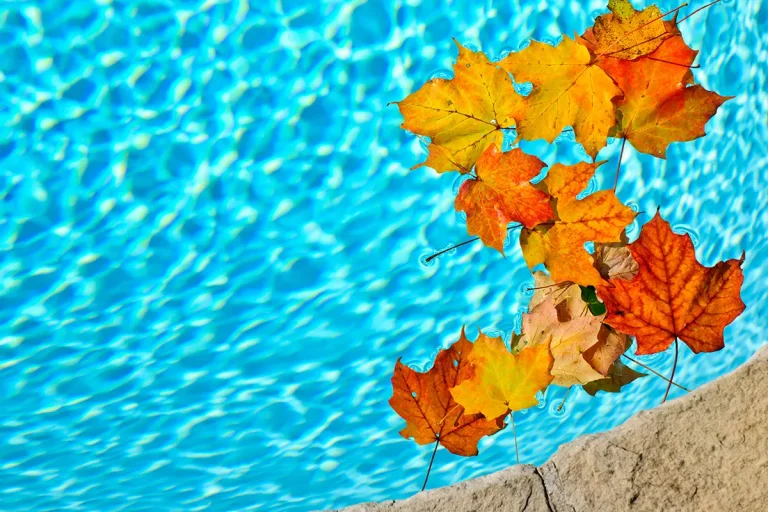 Orange and yellow Autumn leaves floating in pool